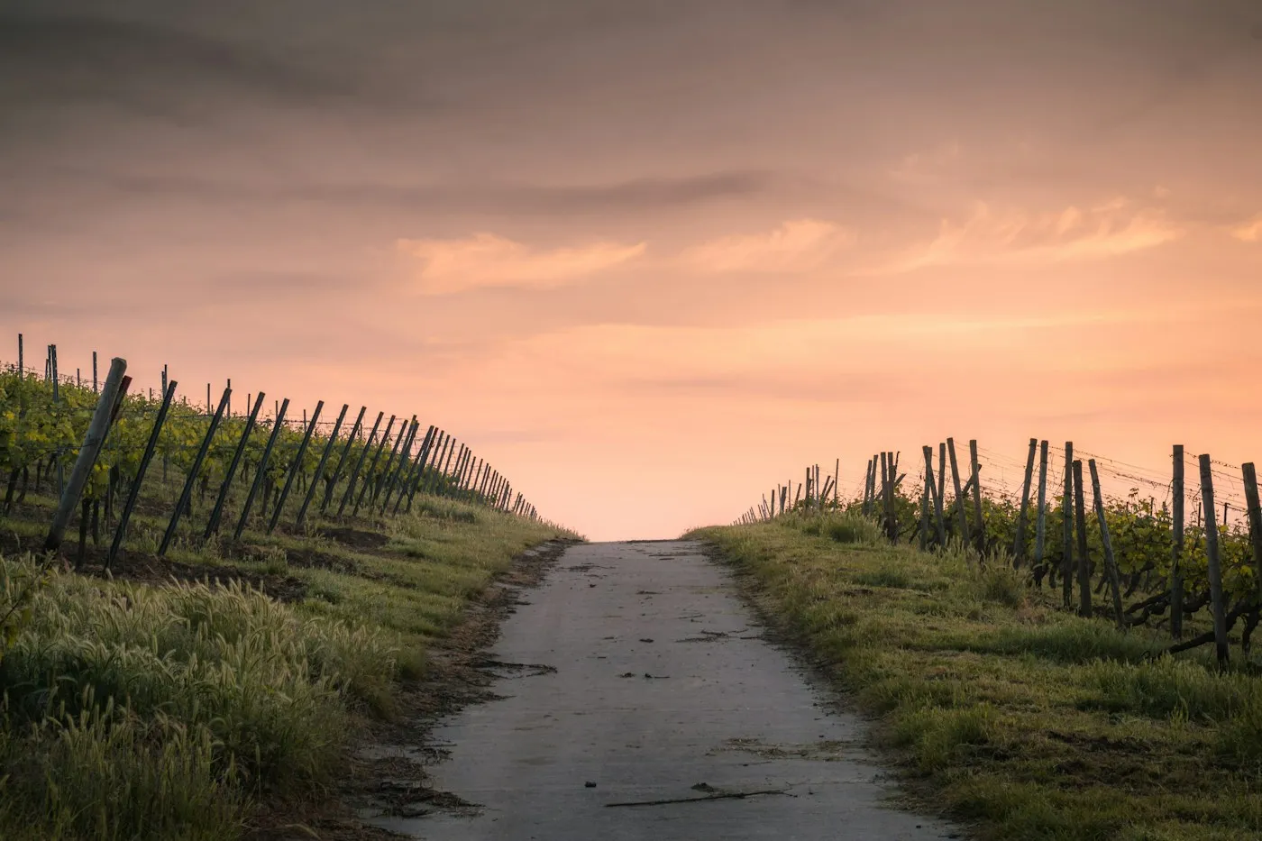A quiet country path leading toward a soft evening sky